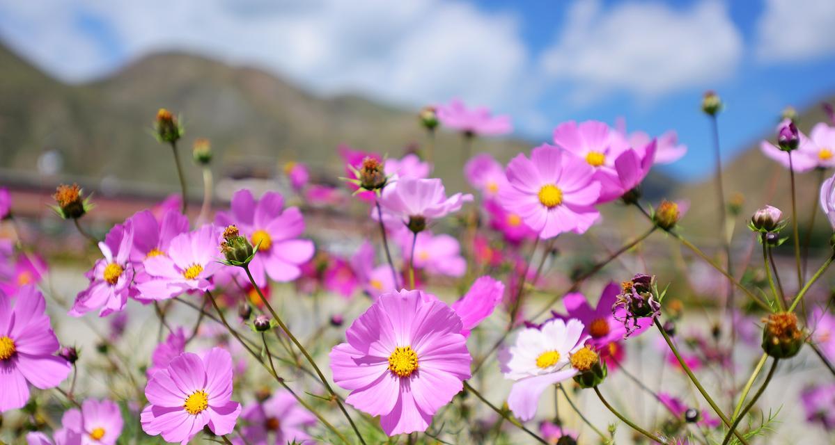格桑花花语是什么？了解其美好寓意和象征意义？