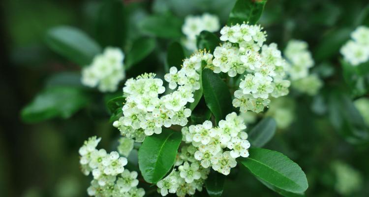 火棘长的花寓意象征是什么？花语有哪些含义？
