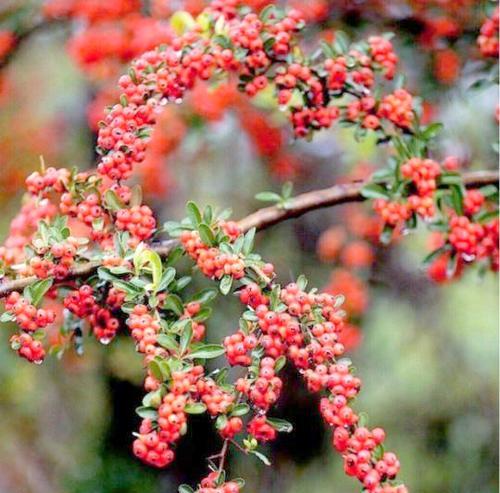 火棘长的花寓意象征是什么？花语有哪些含义？