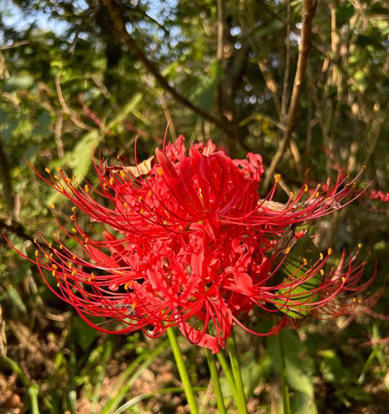 蔓花语是什么意思？如何理解蔓花的象征意义？