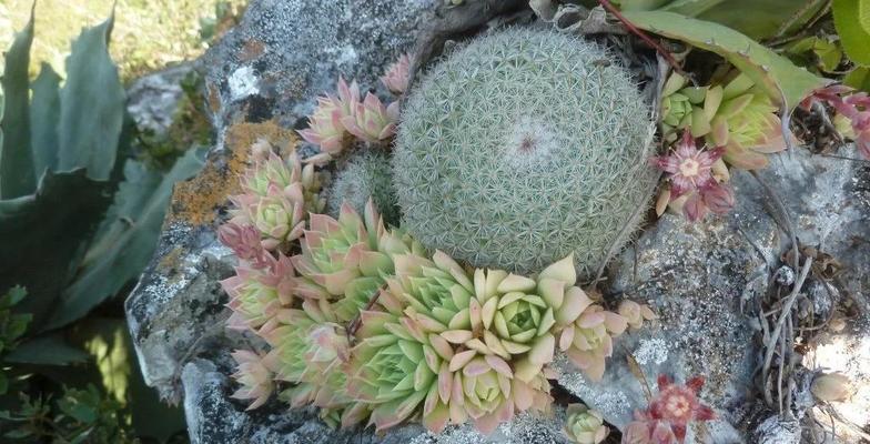 蔓花语是什么意思？如何理解蔓花的象征意义？