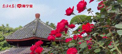 两万年前的花的寓意是什么？探索古植物学的奥秘？