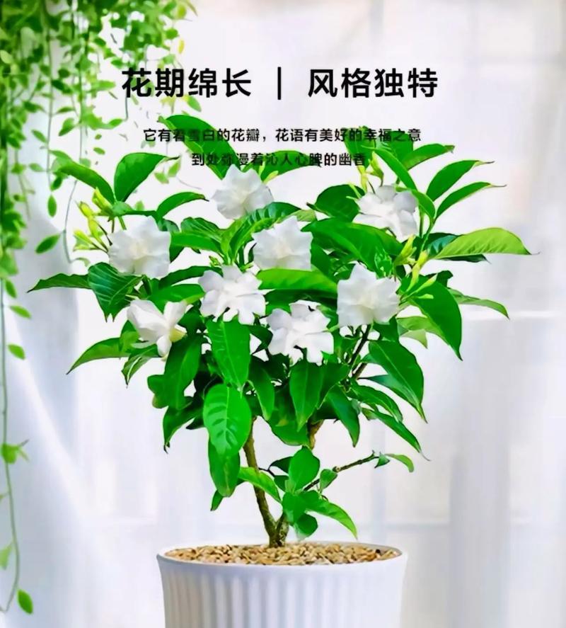 两万年前的花的寓意是什么？探索古植物学的奥秘？