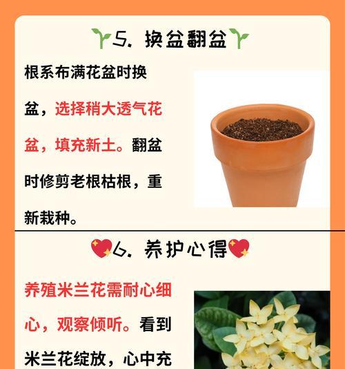 依米花的花语是什么？这种珍稀花朵的含义你知道吗？