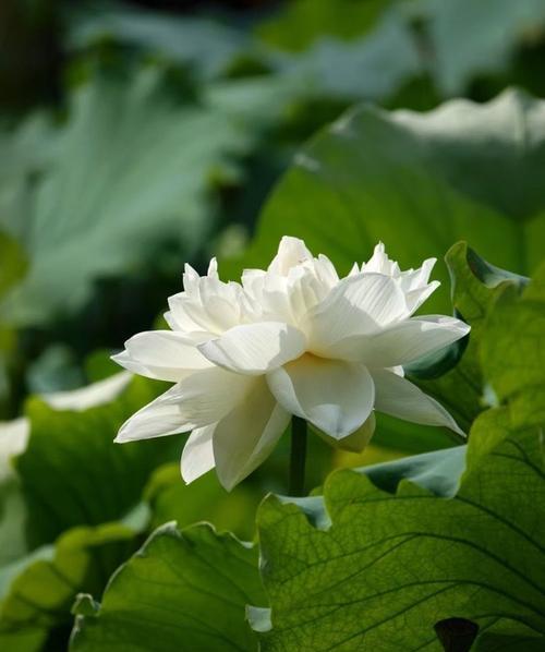 白月光象征着什么颜色的花？花语和象征意义是什么？