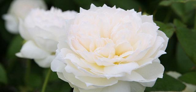 白月光象征着什么颜色的花？花语和象征意义是什么？