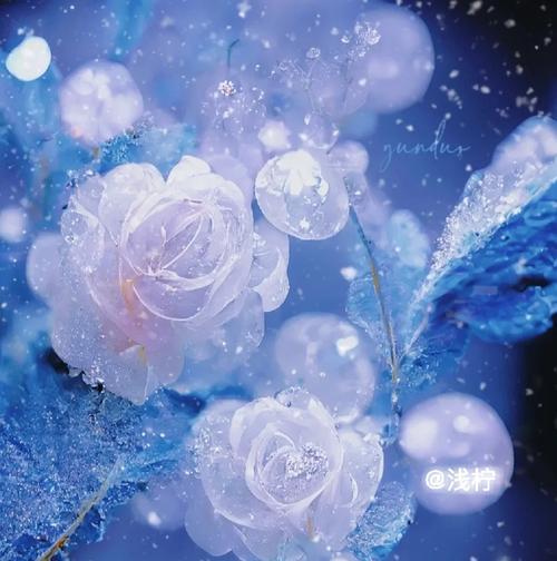 白月光象征着什么颜色的花？花语和象征意义是什么？