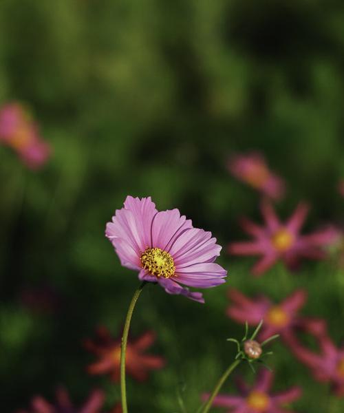 象征着一轮朝阳的花是什么花？这种花的寓意和特点是什么？
