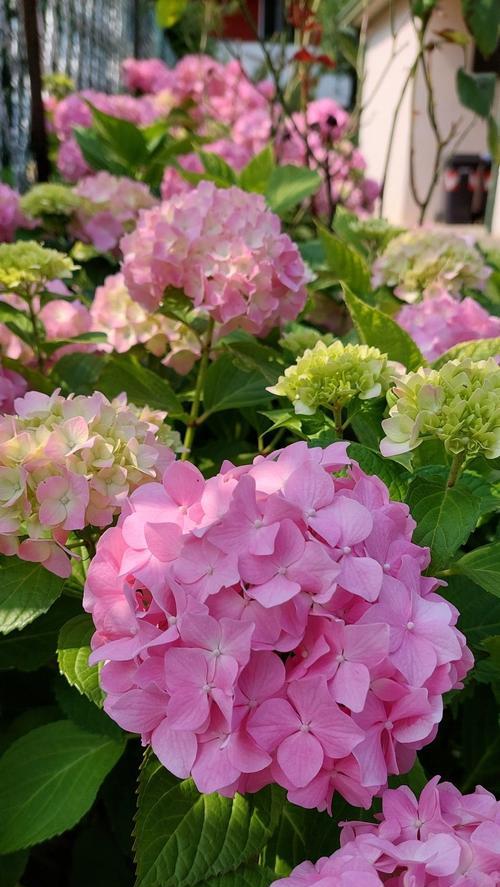 象征着一轮朝阳的花是什么花？这种花的寓意和特点是什么？