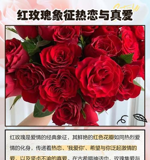 各色玫瑰花的象征意义是什么？如何根据颜色选择玫瑰花表达情感？
