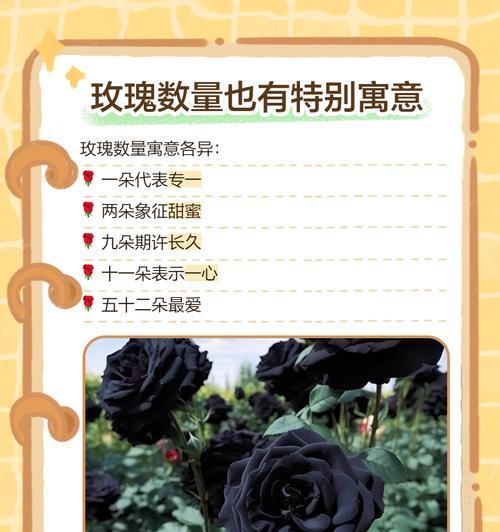 各色玫瑰花的象征意义是什么？如何根据颜色选择玫瑰花表达情感？