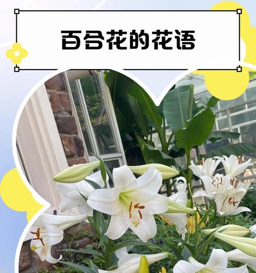百合花语代表什么？不同颜色的百合花有何含义？