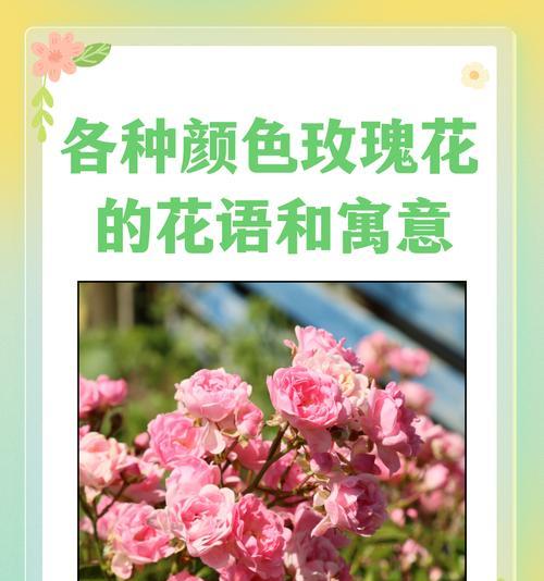 玫瑰花戒指的花语和寓意是什么？如何挑选具有特殊意义的戒指？