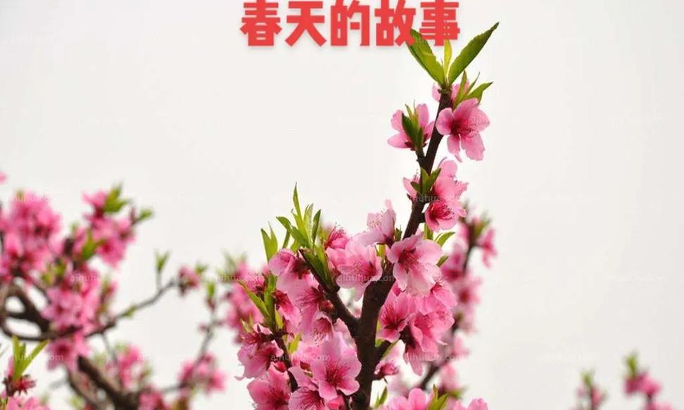 缝衣花的寓意是什么？如何正确使用缝衣花？