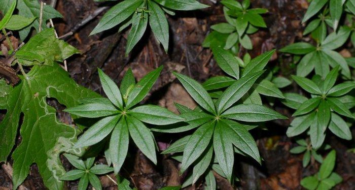六叶花属于什么花的寓意和象征？六叶花的象征意义有哪些？