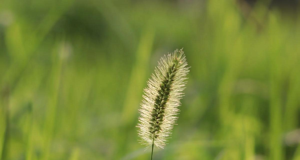 袋草花语代表什么？了解袋草的象征意义和用途？