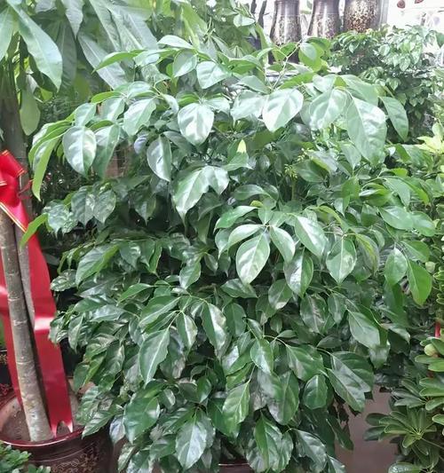 大树菠萝花语是什么？了解其独特含义和象征意义？
