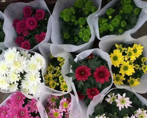 大树菠萝花语是什么？了解其独特含义和象征意义？