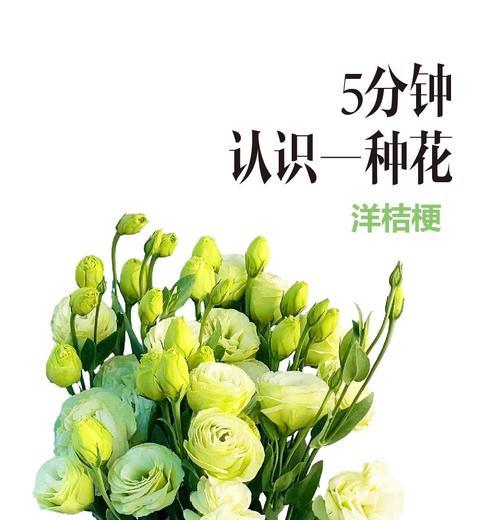 咸菜桔梗的花语是什么？了解其独特含义和象征意义