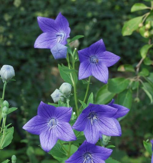 咸菜桔梗的花语是什么？了解其独特含义和象征意义