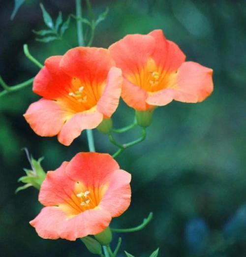 喜欢花老的象征是什么？花老代表的含义有哪些？