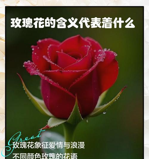 真花的寓意是什么？如何理解不同花朵的象征意义？