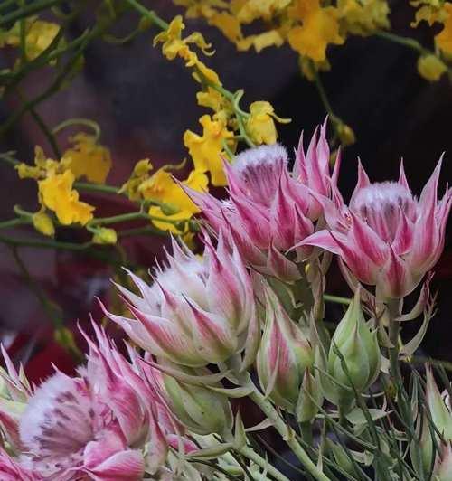 象征自由且疯狂的花是什么？这种花的花语有何特殊含义？