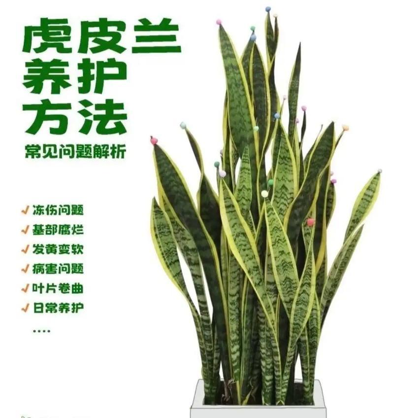 虎皮兰花语是什么？了解虎皮兰的寓意和象征意义