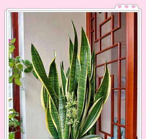 虎皮兰花语是什么？了解虎皮兰的寓意和象征意义