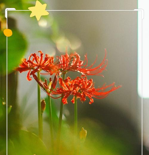曼珠沙华花语是什么？如何正确理解其含义？