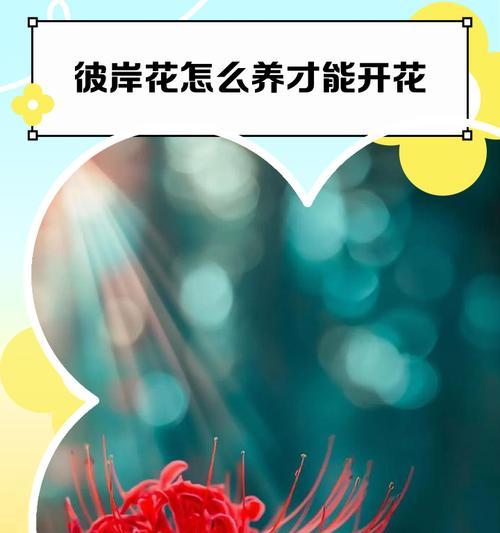 曼珠沙华花语是什么？如何正确理解其含义？