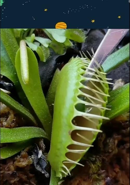 什么花象征傻子？揭秘花语背后的含义？