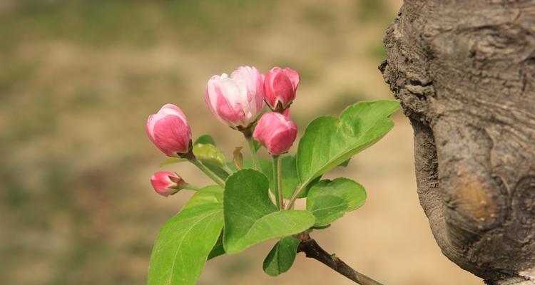 什么花象征傻子？揭秘花语背后的含义？