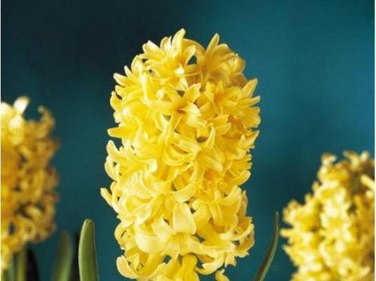 纽扣摆成一朵花代表什么？其深层含义是什么？