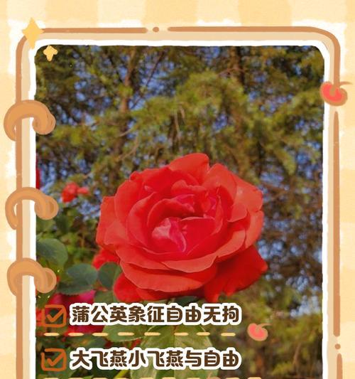 什么花代表喜欢你？揭秘表达爱意的花卉花语