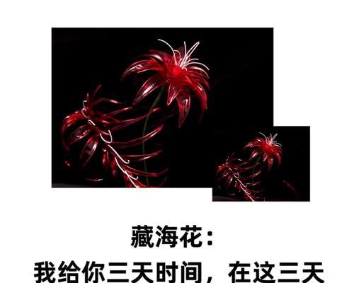 什么花代表喜欢你？揭秘表达爱意的花卉花语
