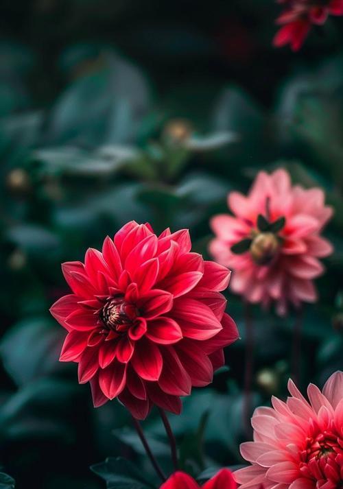 什么花象征热烈？热烈的花有哪些特点和含义？