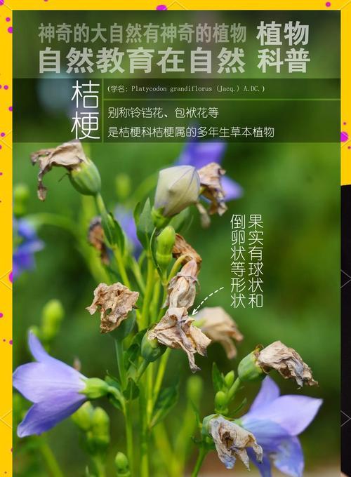 绿色桔梗花代表什么含义？花语有哪些独特之处？