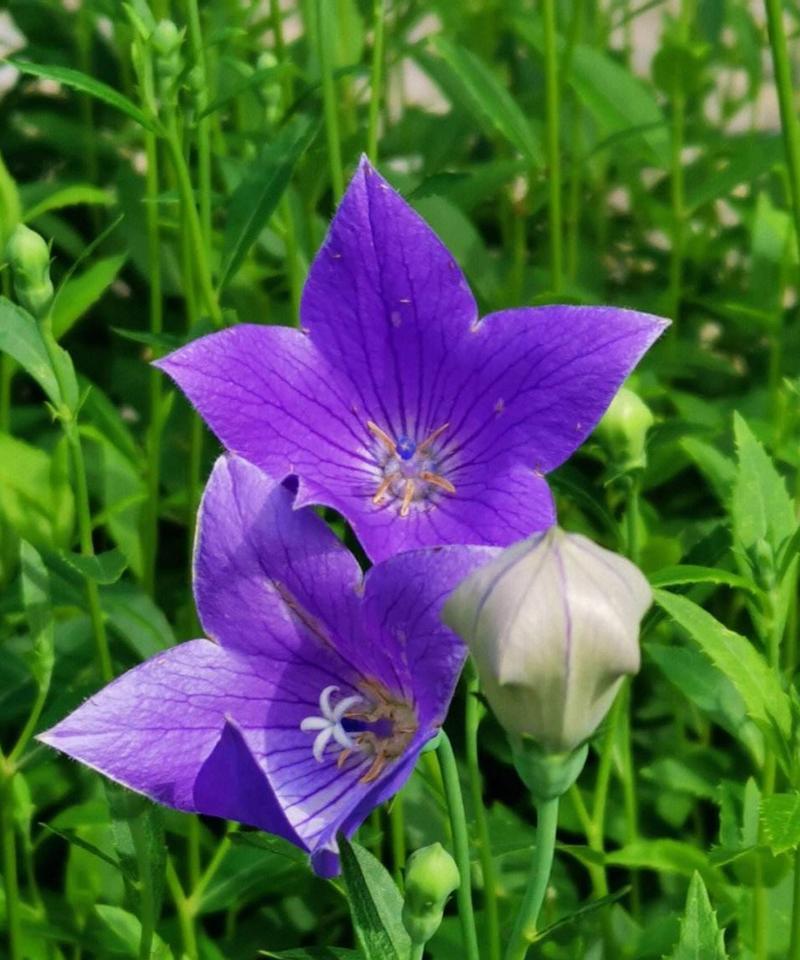 绿色桔梗花代表什么含义？花语有哪些独特之处？