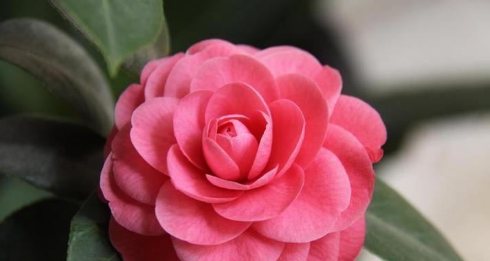 奉花的寓意是什么意思？它象征着什么？