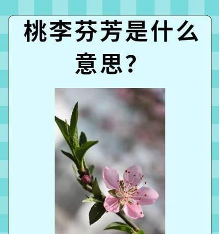 奉花的寓意是什么意思？它象征着什么？