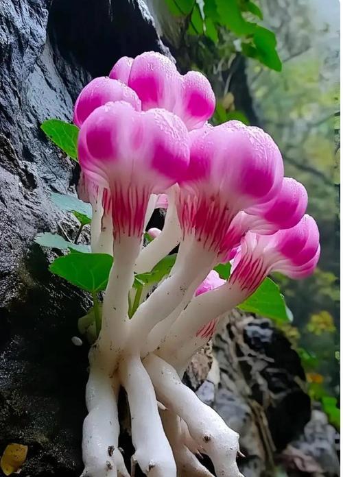象征生命之神的花是什么花？这种花的象征意义有哪些？