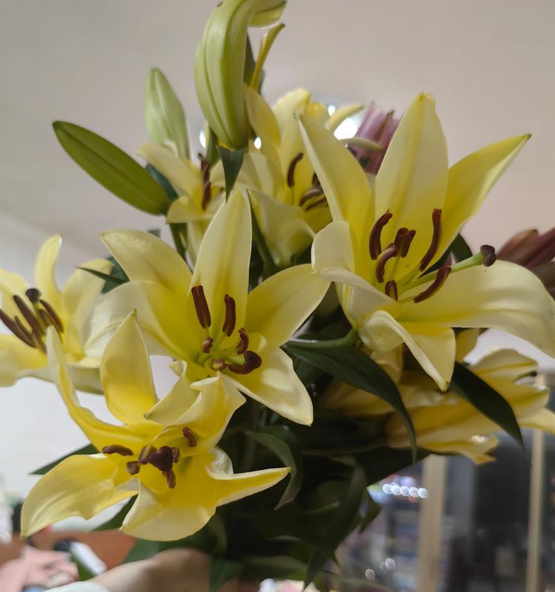 黄百合花语代表什么？黄百合的含义有哪些？
