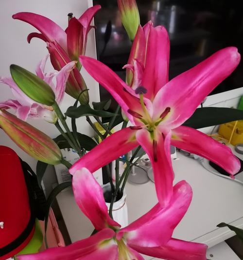 黄百合花语代表什么？黄百合的含义有哪些？