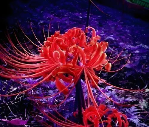 象征哀怨的花卉是什么花？这种花的花语有哪些含义？