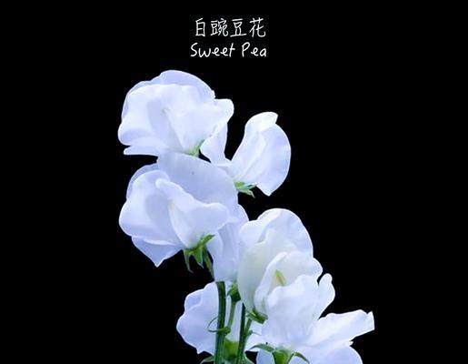 象征哀怨的花卉是什么花？这种花的花语有哪些含义？