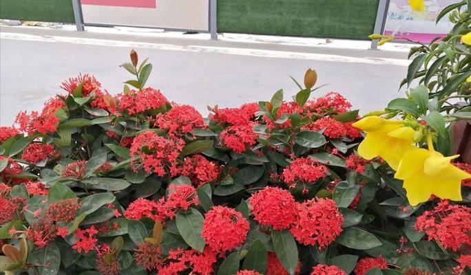 红色碧玉花语是什么？如何正确解读红色碧玉的花语含义？
