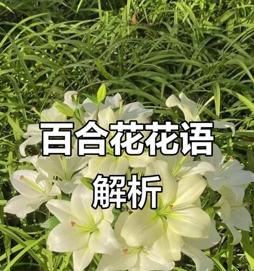 什么花代表着起死回生的爱情？如何用花卉表达不朽的爱情？