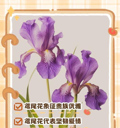 鸢尾花语诗句是什么？鸢尾花的象征意义有哪些？