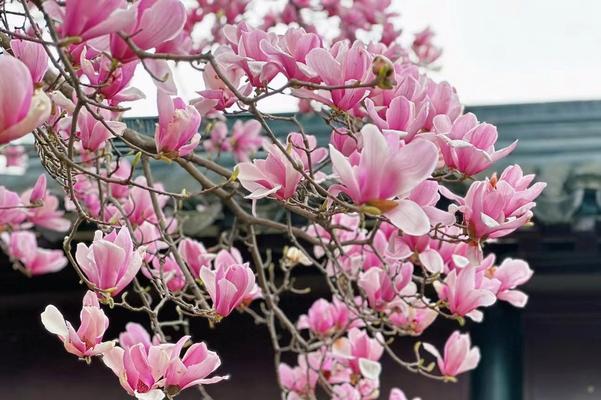 春天的象征是什么花？春景中常见的花卉有哪些？